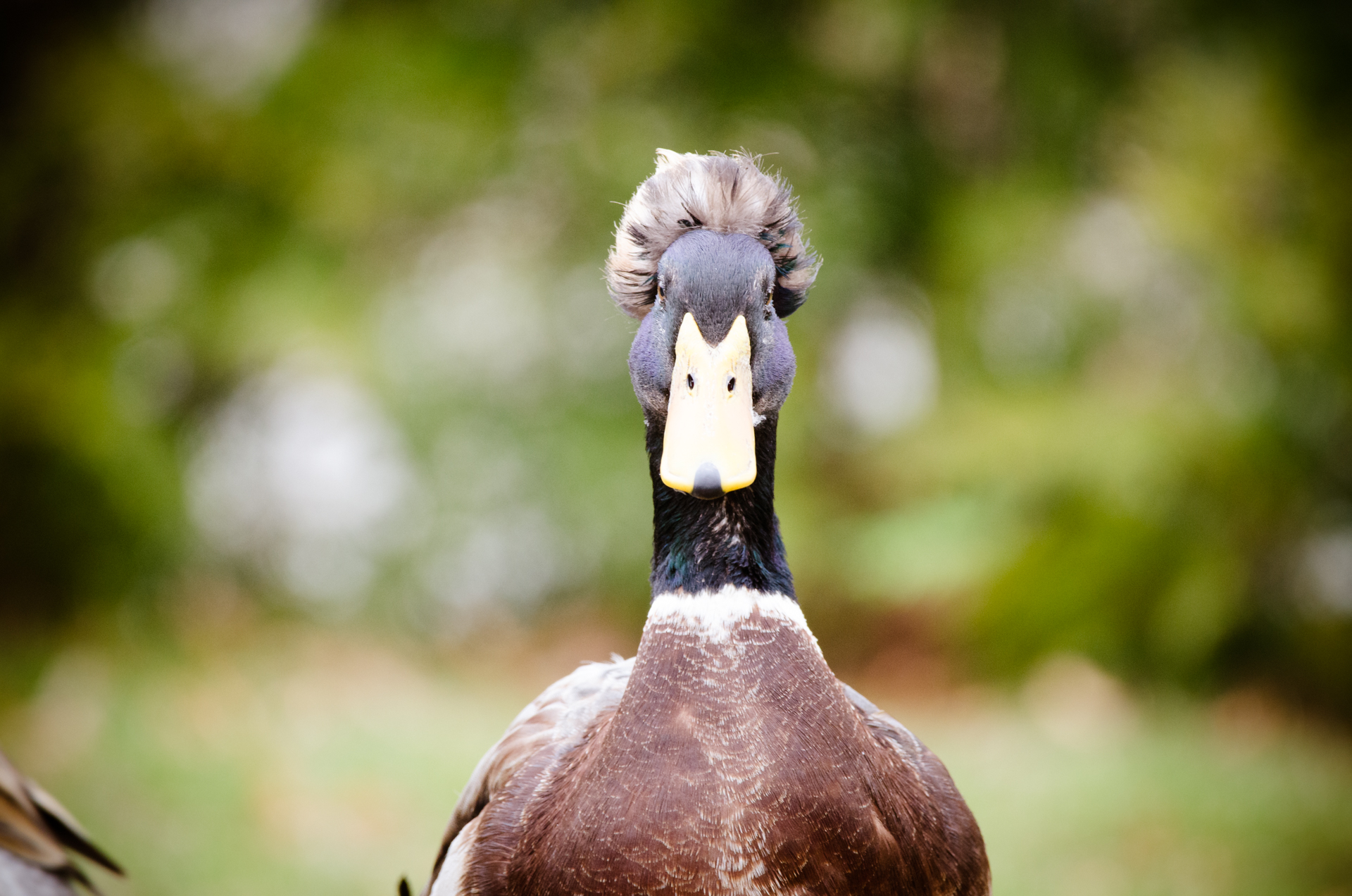 Ente als Galeriemotiv