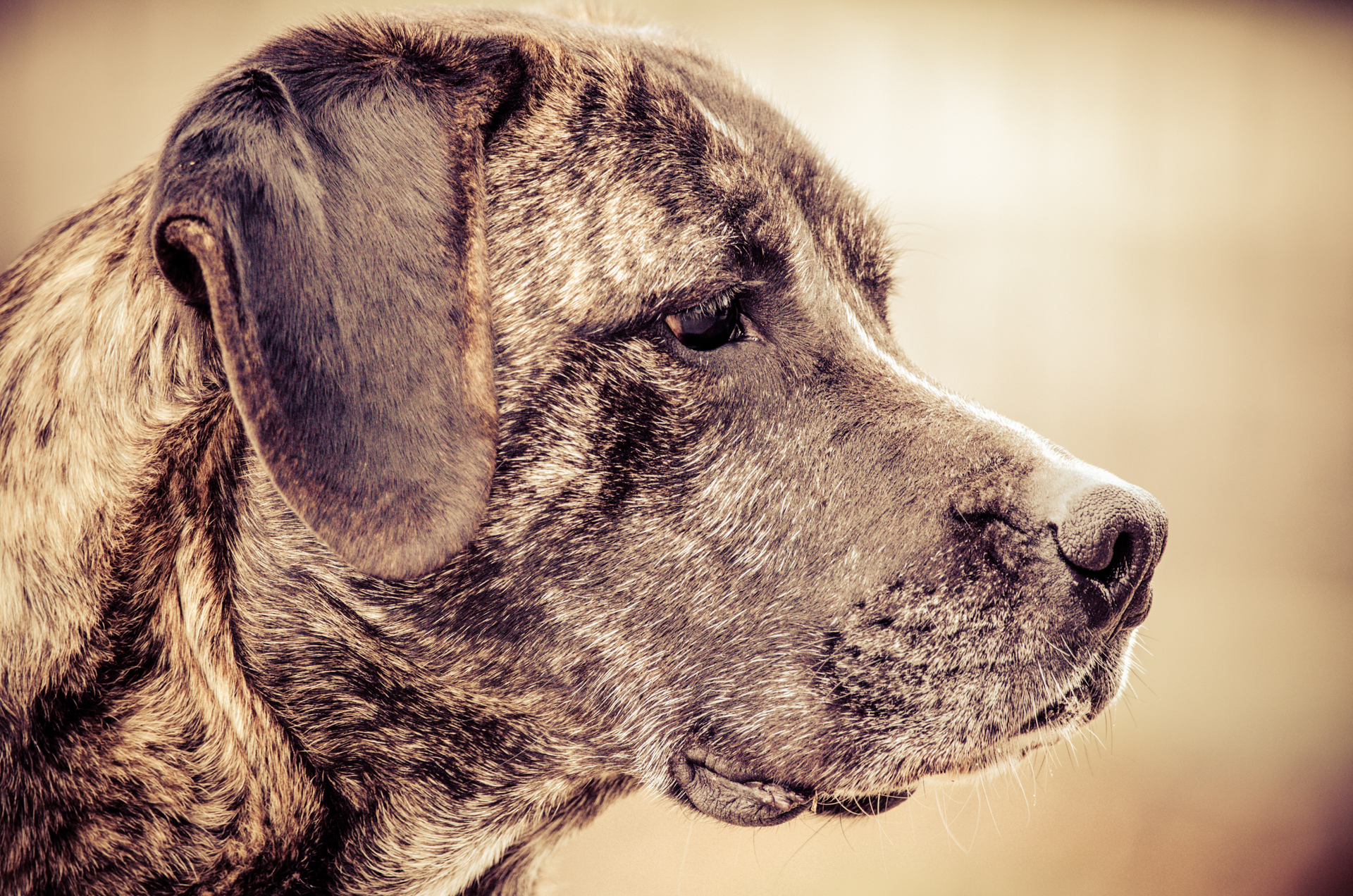 Hund im warmen Licht