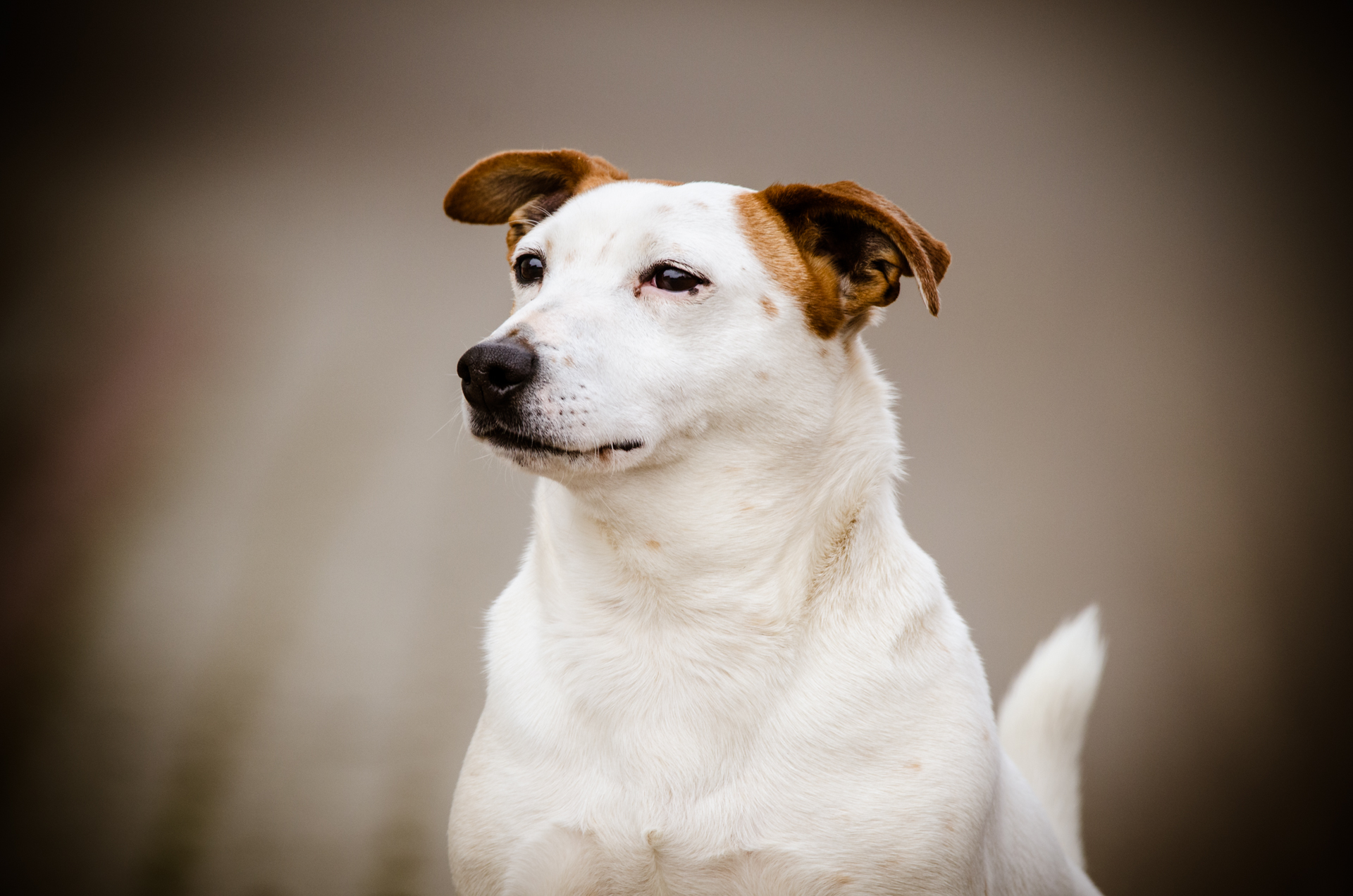 Hund als Motiv für Kleintierpraxis