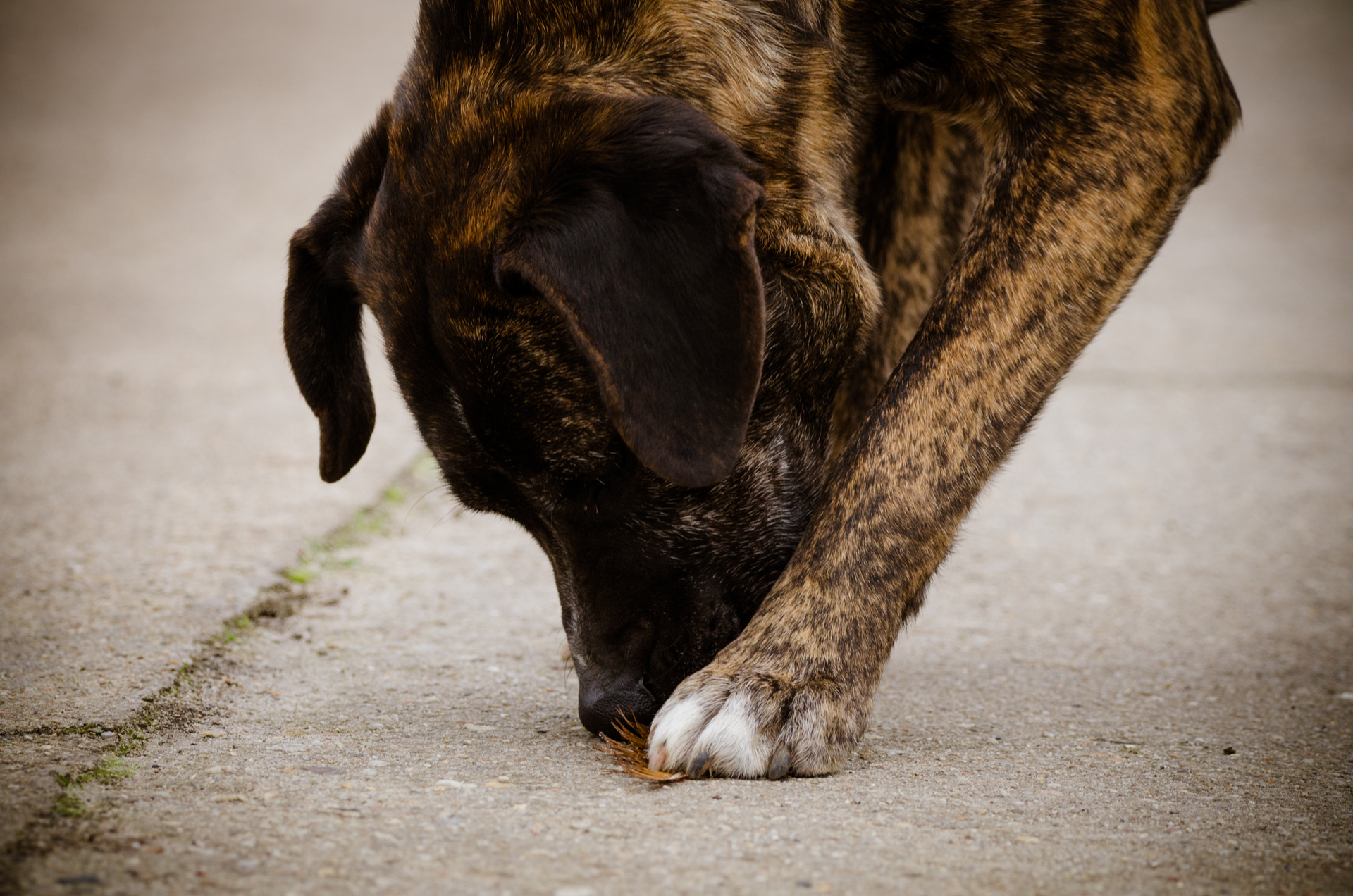 Pferd als Motiv für Großtierpraxis