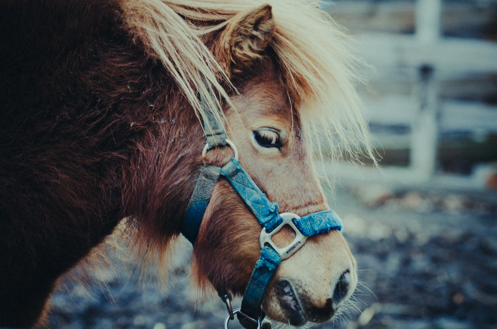 Tierfoto aus der Praxiswelt