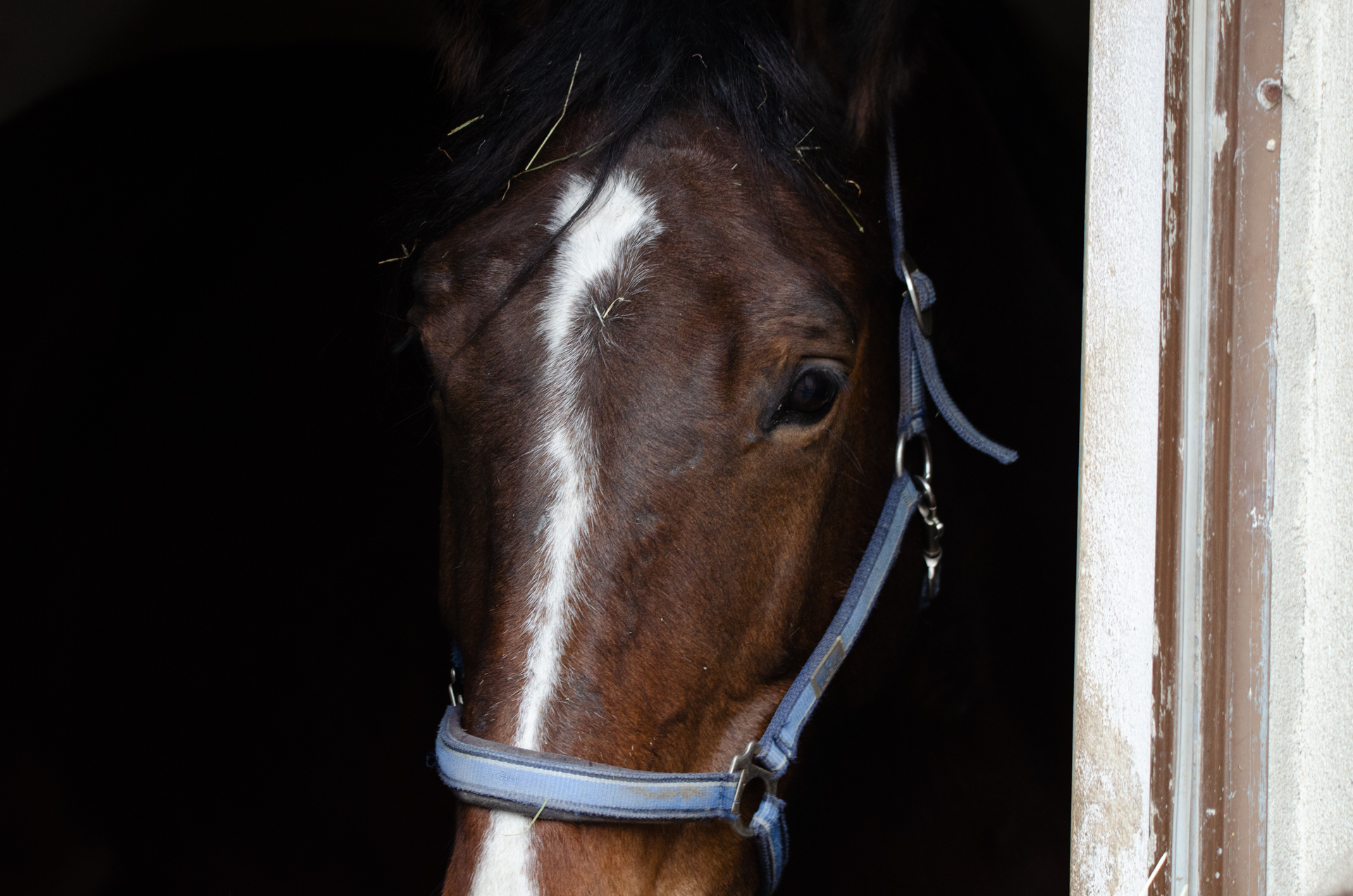 Pferd als Bildmotiv der Praxis